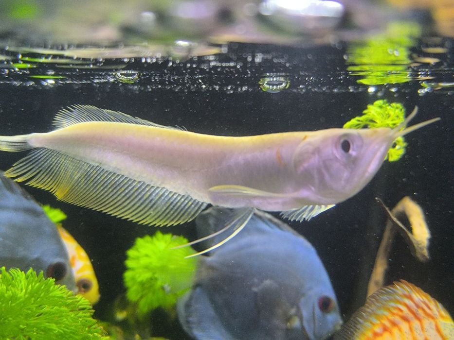 Arowana Albina (Osteoglossum Bichirroshum)
