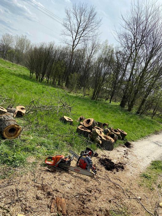 Wycinka drzew Przeworsk i okolice