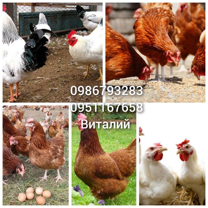 Інкубаційне яйце адліра срібного