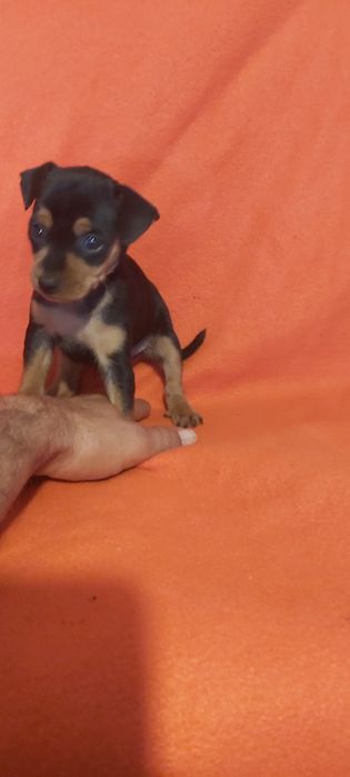 Pinscher miniatura