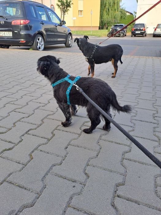 Misiek. 6kg pieska szuka domku