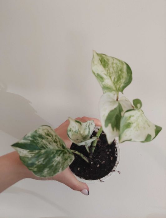 Planta Epipremnum N'Joy