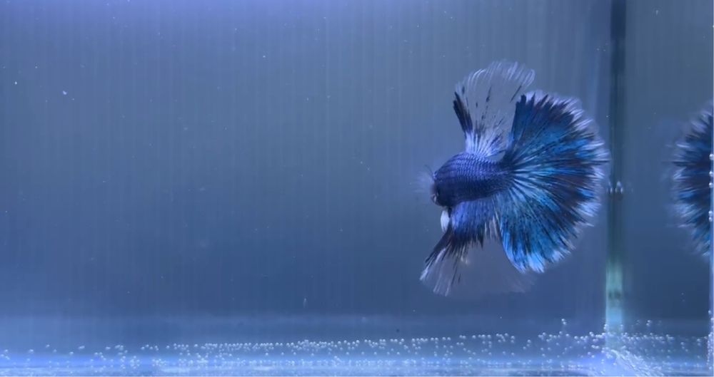 Macho Betta Steel Blue Marble