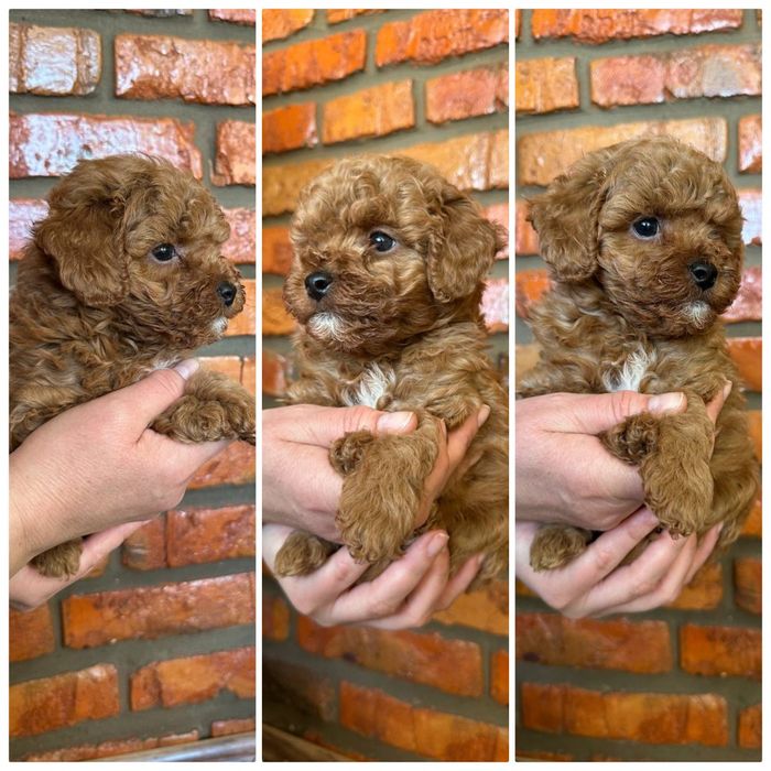 Малята   пуделята