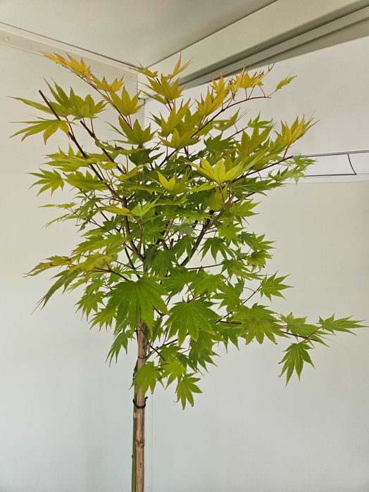 Klon palmowy Jordan szczepiony na pniu – Acer palmatum 'Jordan'
