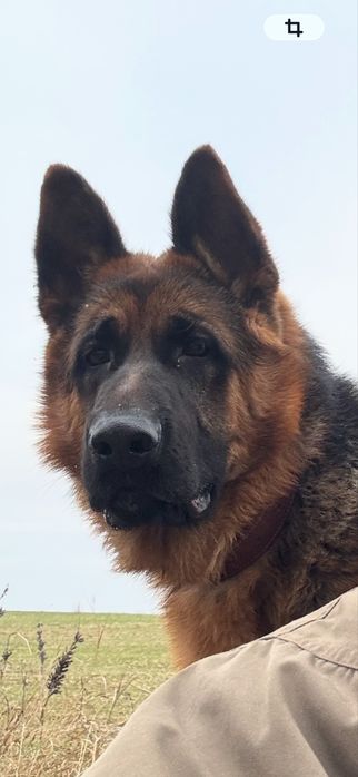 Немецкая овчарка ВЯЗКА