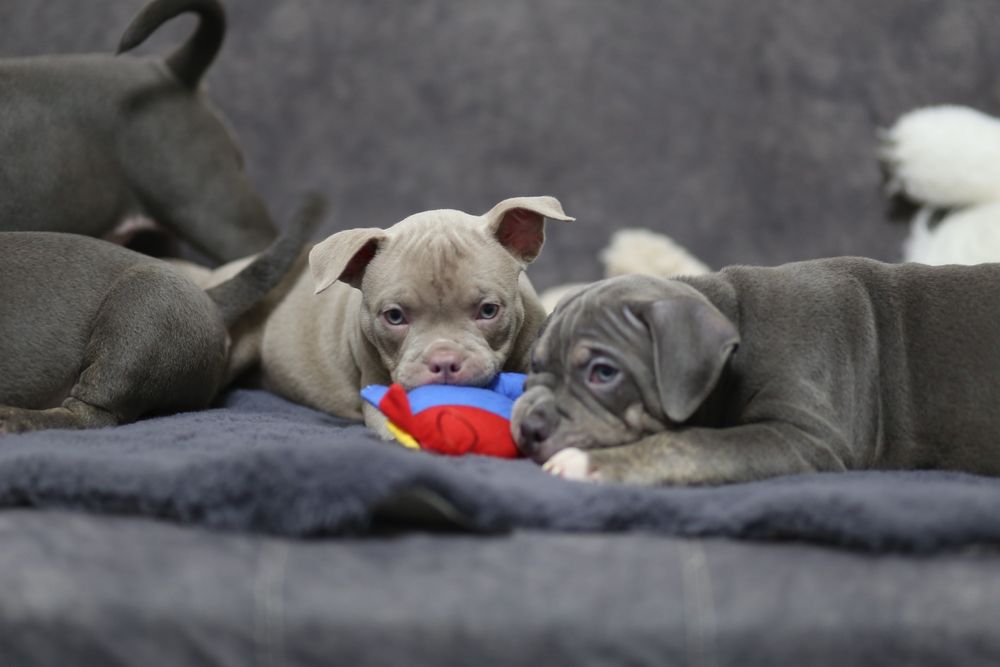 Ambully , Bully, pocket