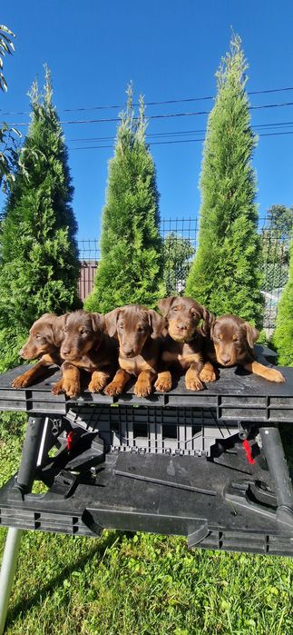 Ягдтер'єр-собаки