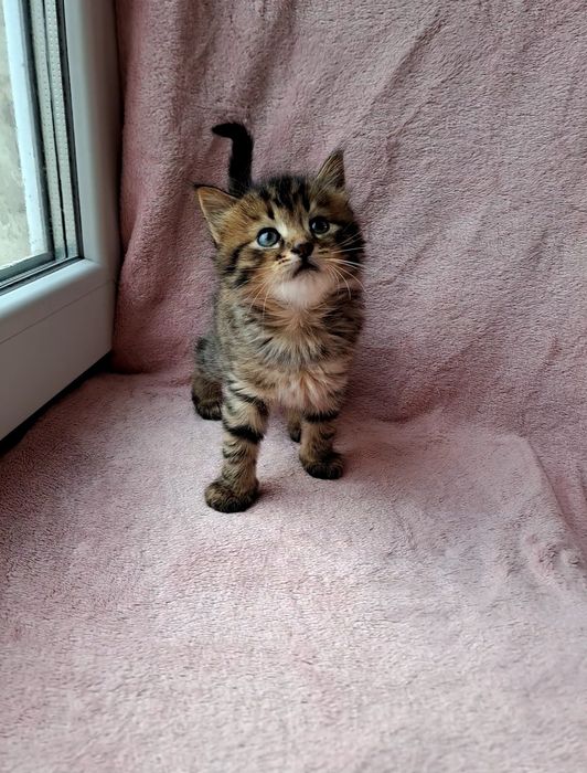 Чудовий шотландський хлопчик