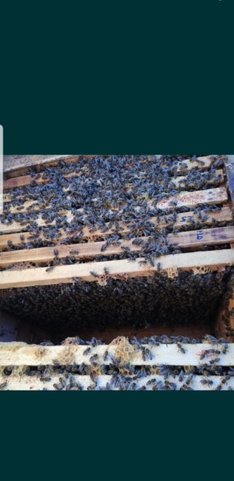 Привезу бджолопакети