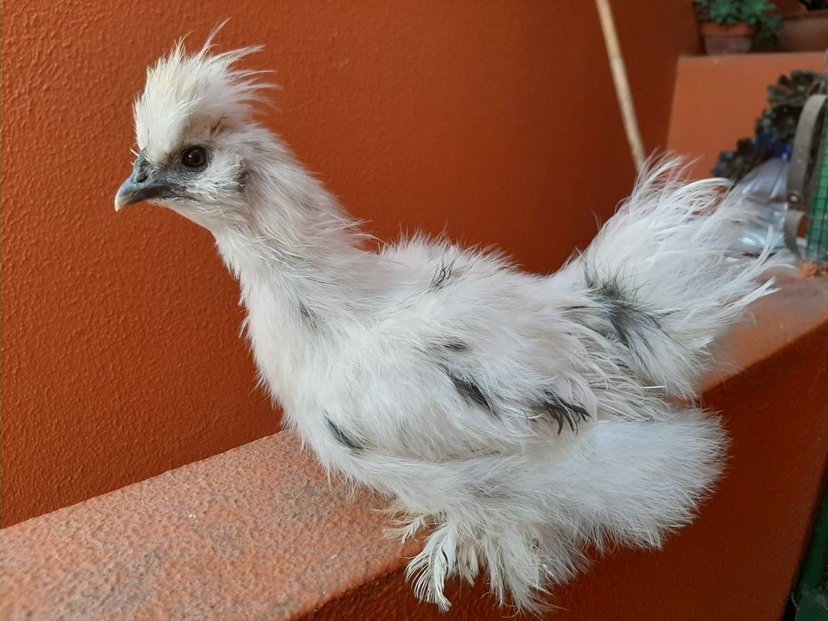 OVOS Galinhas brahmas / Sedosas barbudas