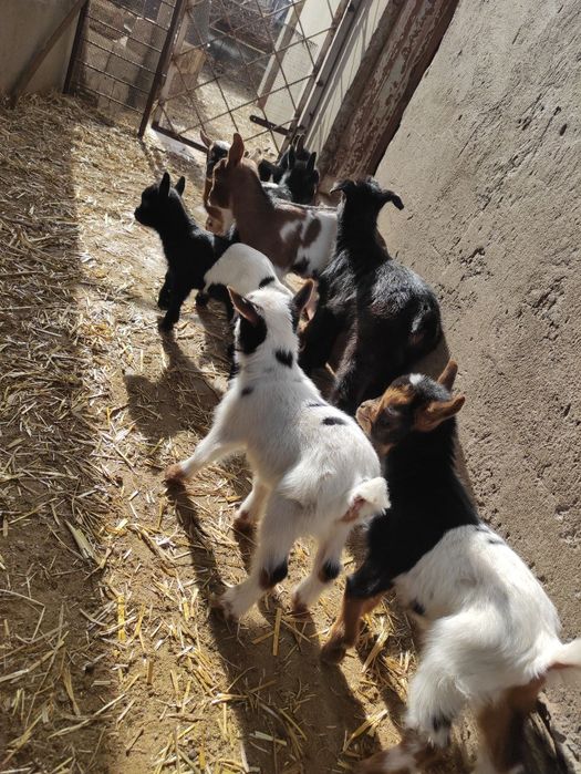 Продам камерунских козлята то