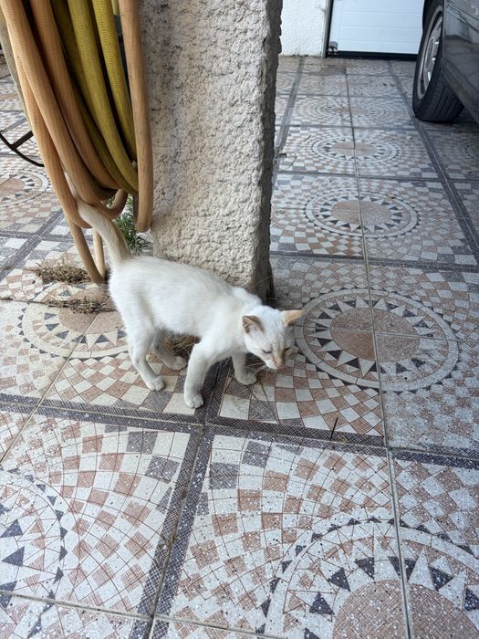 Gatinho para adocao