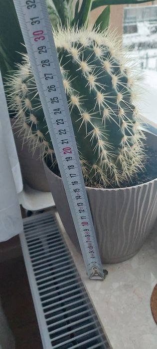 Duzy kaktus, okrągły