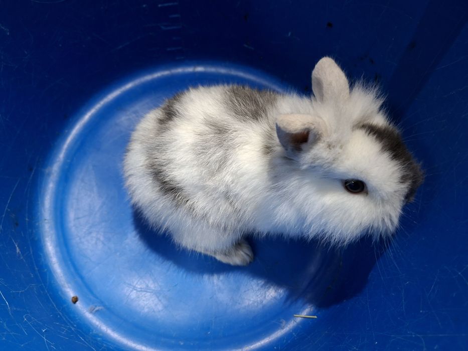 Kroliczki miniaturki Lwy !