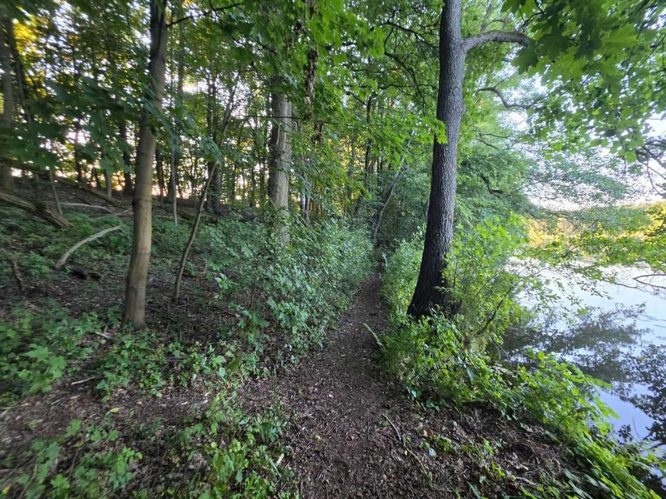 Działka leśna z linią brzegową - Widok 4