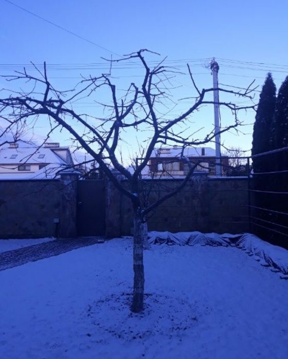 Профессиональная обрезка сада