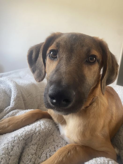 dou cadelinha de 1 ano