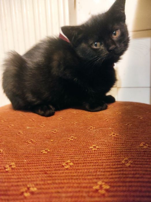 Пухнасте  щастячко