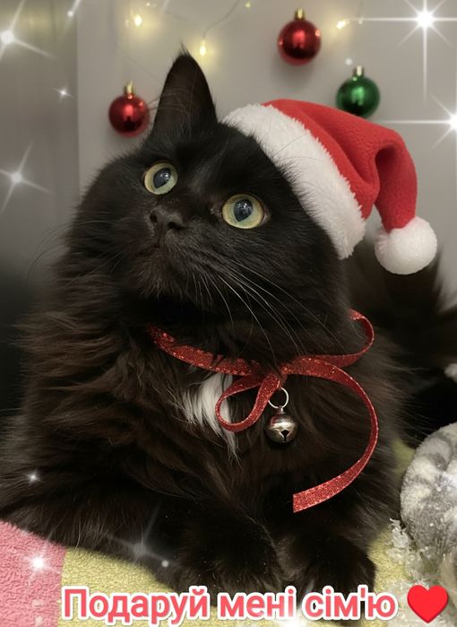 Віддам в добрі руки