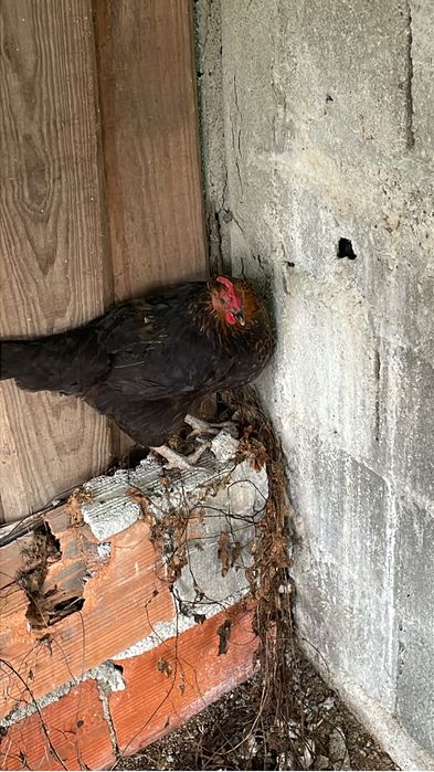 Frangos, Galos e patos