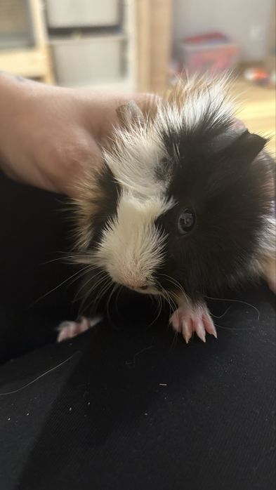 Swinka  morska chlopczyk.