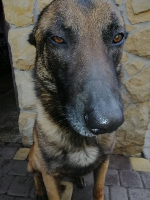 Кобель Малінуа. Вязка. Бельгійська вівчарка.