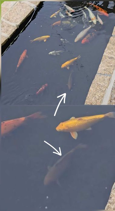 Vendo Carpas koi