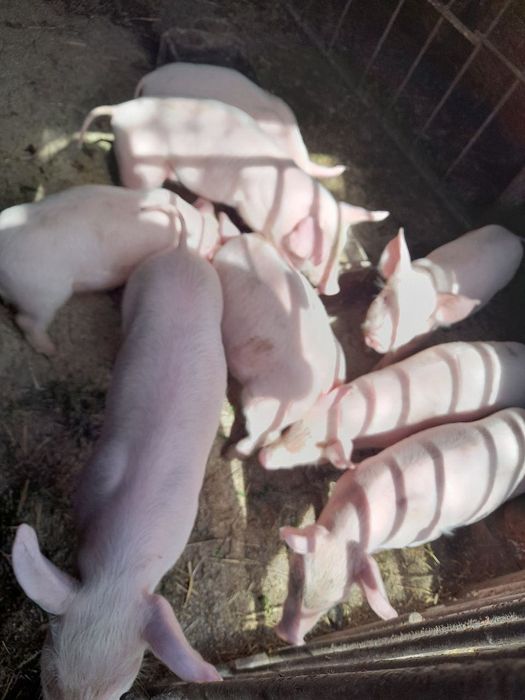 Продам  поросят велика біла