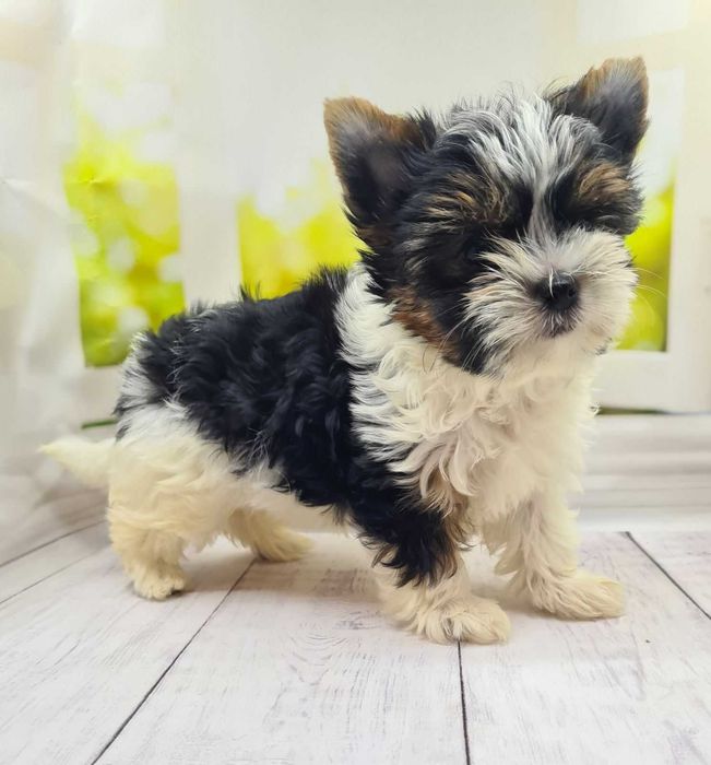 Шикарні бівер йорки КСУ.Якісні цуценята з відмінними породними даними