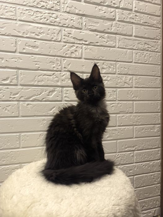 Мейн кун киця чистокровна