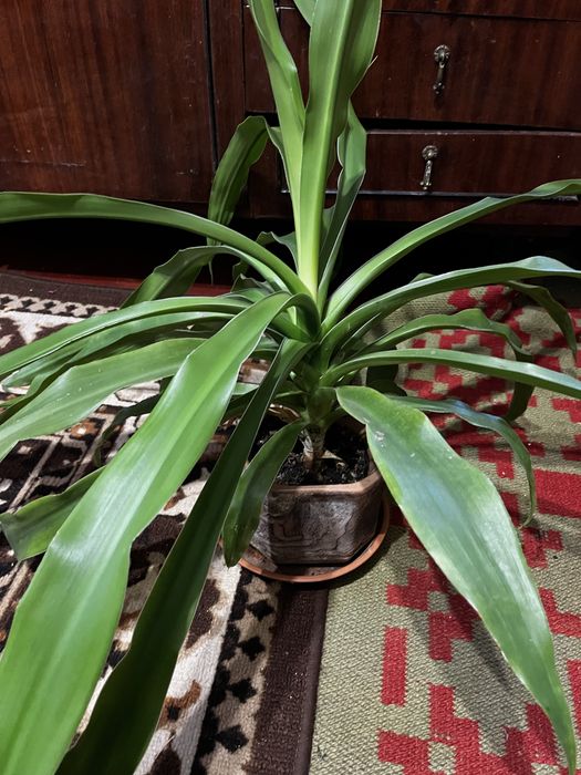 Продаю квіти в вазоннах