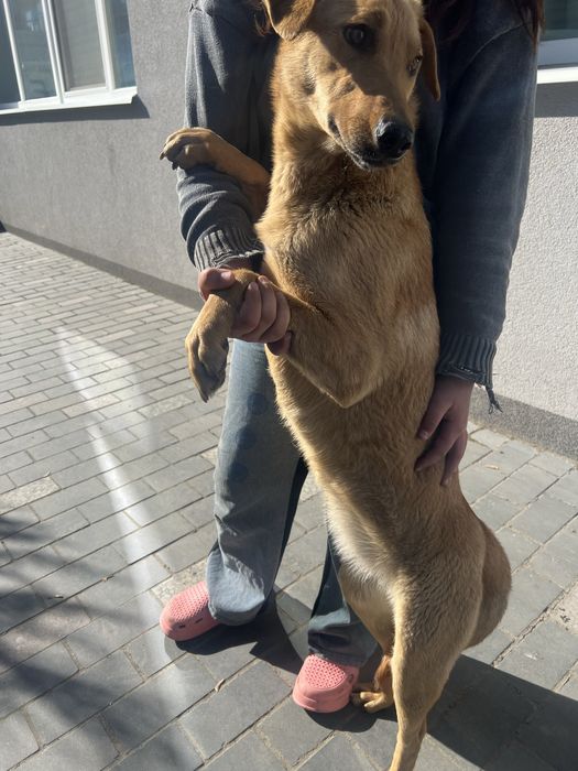 Цуценята в добрі руки
