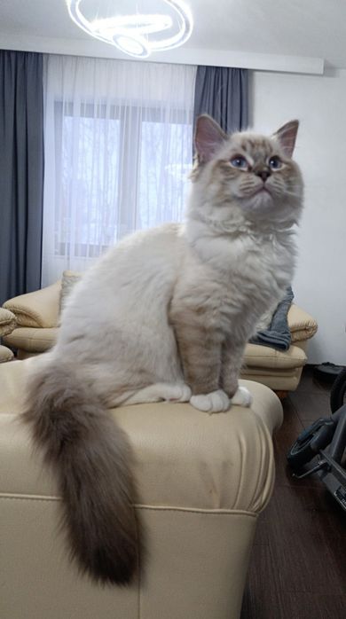 Kocurek Ragdoll z rodowodem