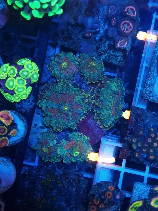 Corais discossomas e ricordias