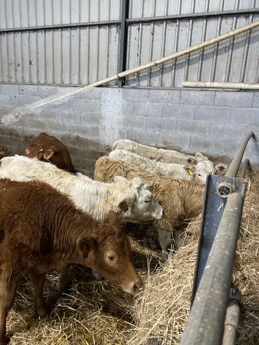 Vitelas cx de Limousines