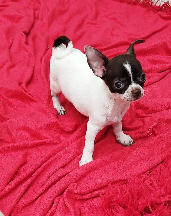 Chihuahua miniaturowa suczka