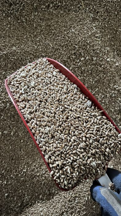 Pszenica workowana z dostawą w pomorskim gratis lepsze od pellet