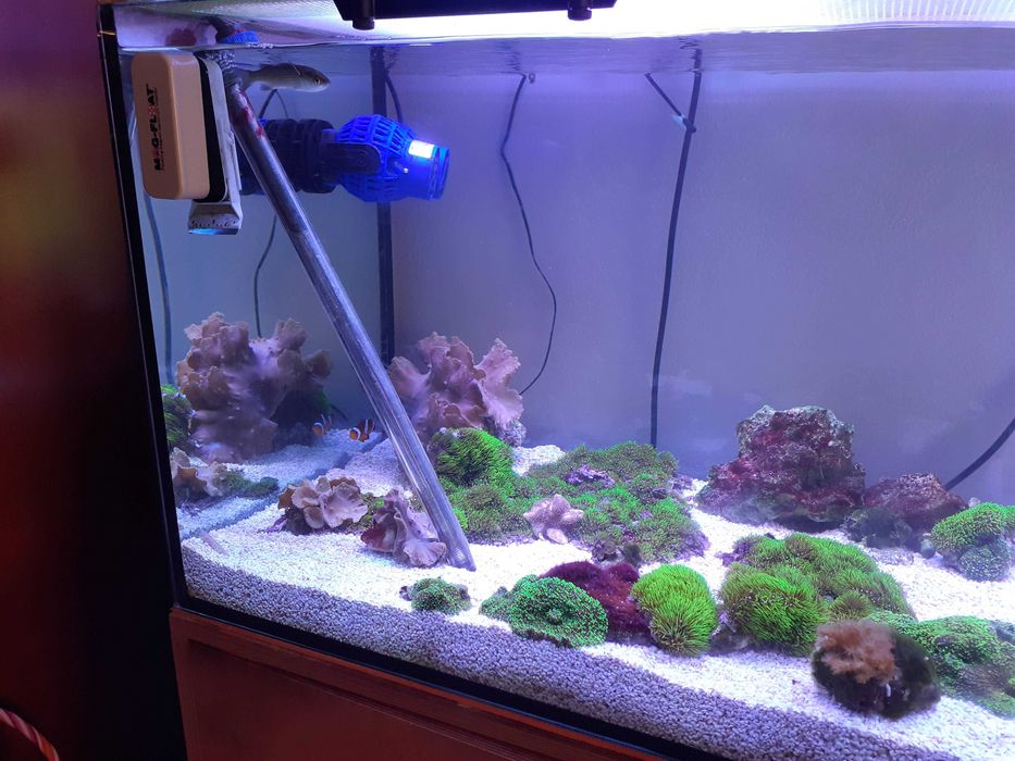 Aquario de agua salgada