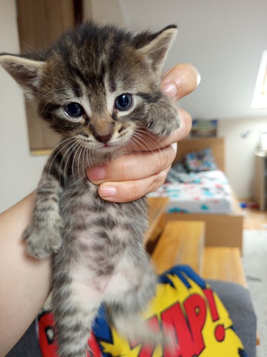 Piękne małe kotki do adopcji