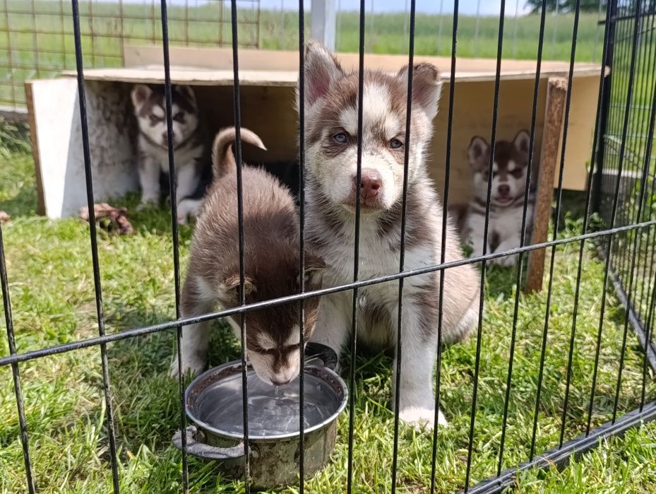 Szczenię Syberian Husky rudy