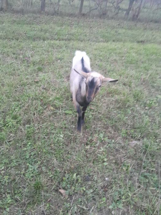 Козел альпо-нубійський