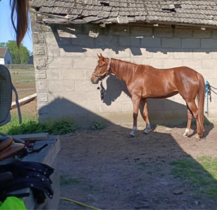 Sportowa klacz trzy letnia, spokojna i obyta