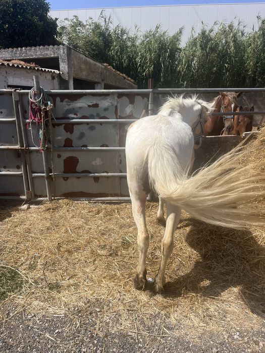 Duplo ponei palomino