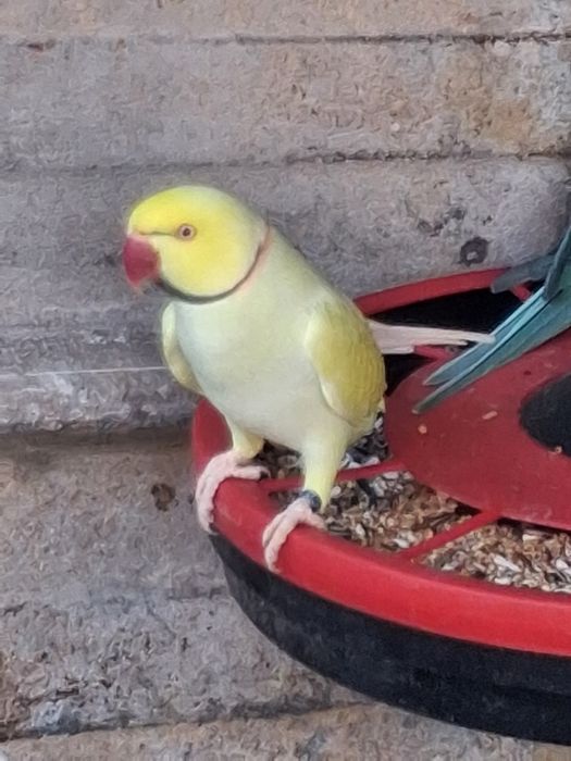 Aves adultas para ceder