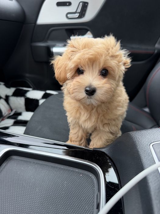 śliczny piesek maltipoo