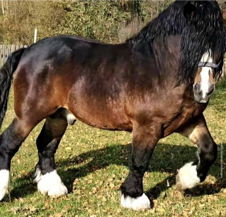 Źrebica zimnokrwista