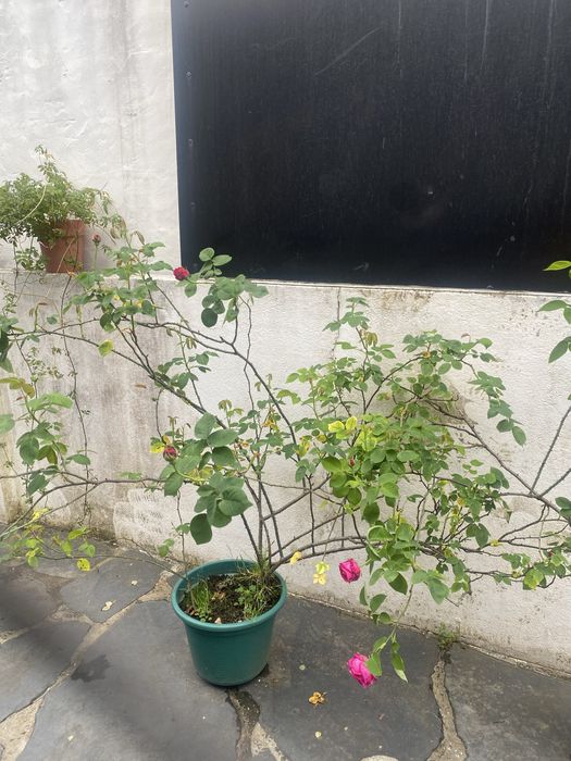 Planta Roseira de alexandria perfumadas