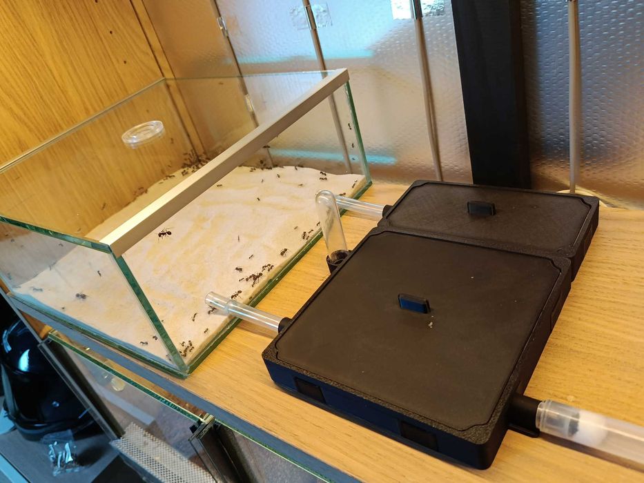 Messor barbarus – duża kolonia + szklane formikarium + wyposażenie
