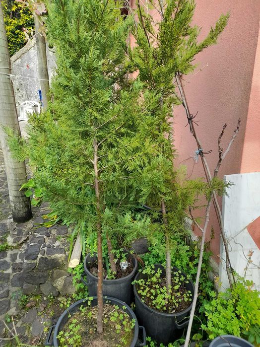 Pinheiros mansos em vaso